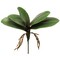 10.5" Green Phalaenopsis Leaf Cluster - Lifelike Artificial Foliage for Home Decor, Floral Arrangements, and Crafting